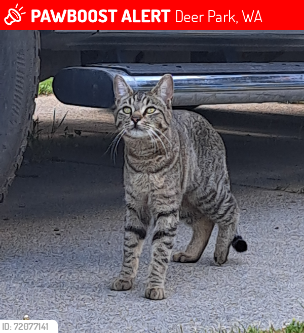 Lost Male Cat last seen reaper and forest rd deer park Wa, Deer Park, WA 99006
