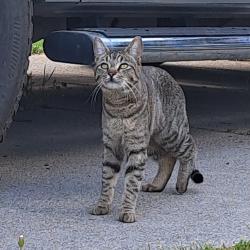 Lost Male Cat last seen reaper and forest rd deer park Wa, Deer Park, WA 99006