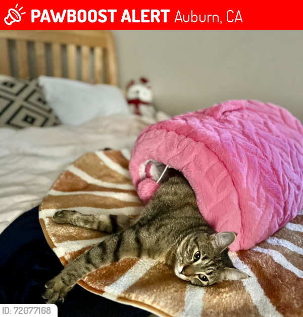 Lost Female Cat last seen Christian Valley rd & Hidden Valley , Auburn, CA 95722