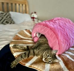 Lost Female Cat last seen Christian Valley rd & Hidden Valley , Auburn, CA 95722