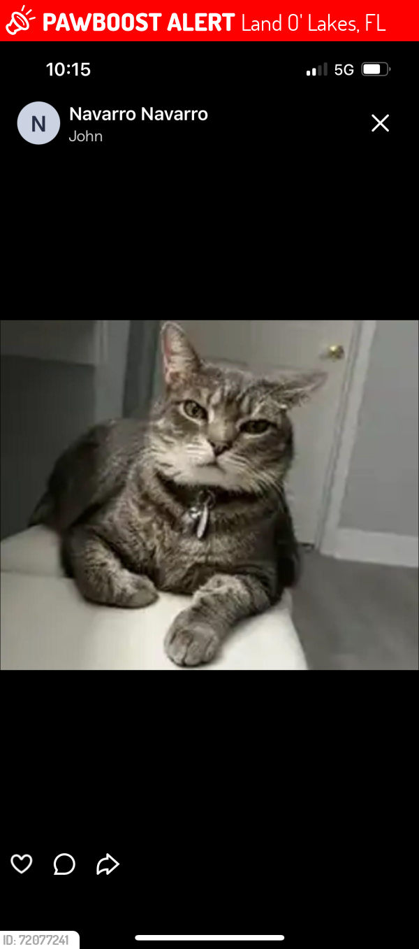 Lost Male Cat last seen Night Heron dr and deer path ln, Land O' Lakes, FL 34637