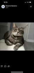 Lost Male Cat last seen Night Heron dr and deer path ln, Land O' Lakes, FL 34637