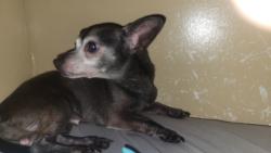 Lost Male Dog last seen 45th and Ashland , Chicago, IL 60609