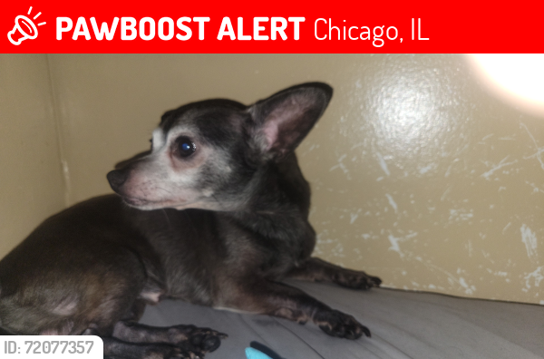 Lost Male Dog last seen 45th and Ashland , Chicago, IL 60609