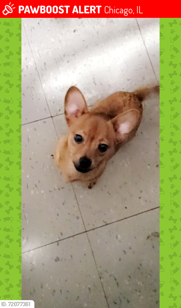 Lost Male Dog last seen 45th and Ashland , Chicago, IL 60609