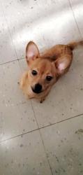 Lost Male Dog last seen 45th and Ashland , Chicago, IL 60609