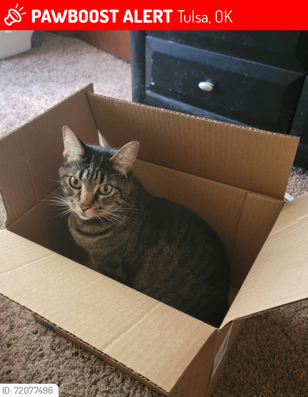 Lost Female Cat last seen 36th St and 141st E Ave, Tulsa, OK 74134