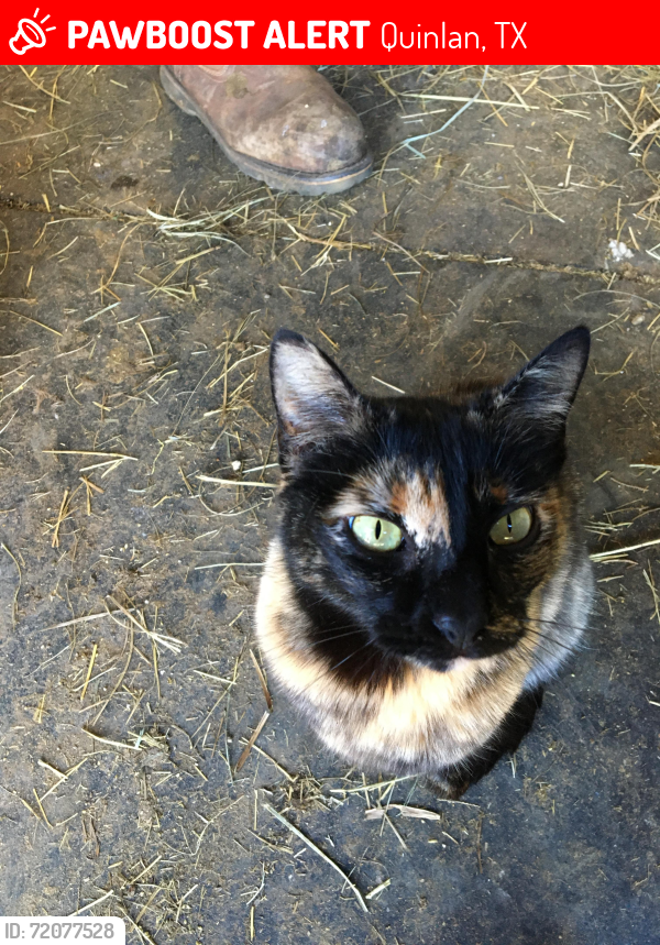 Lost Female Cat last seen Hwy 429 and CR 335, Quinlan, TX 75474