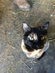 Lost Female Cat last seen Hwy 429 and CR 335, Quinlan, TX 75474