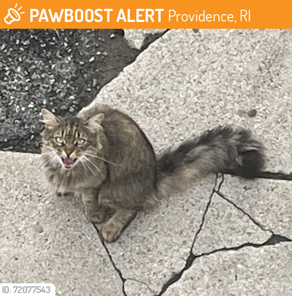 Found/Stray Unknown Cat last seen Radcliffe and Eaton, Providence, RI 02908