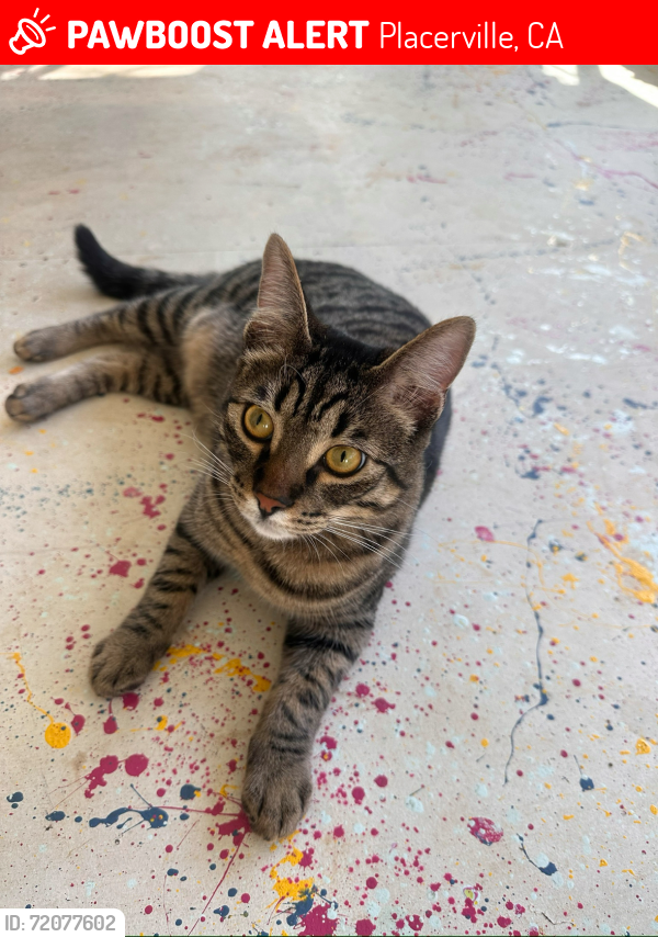 Lost Male Cat last seen Starkes grade, newtown, pleasant valley, holiday market , Placerville, CA 95667