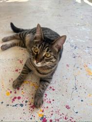 Lost Male Cat last seen Starkes grade, newtown, pleasant valley, holiday market , Placerville, CA 95667