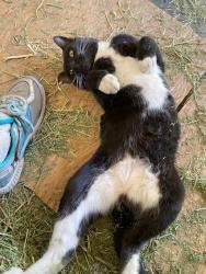 Lost Male Cat last seen SE 110 St and SE 19th CT Ocala, About 2 miles from Florida Horse Park, Marion County, FL 34480