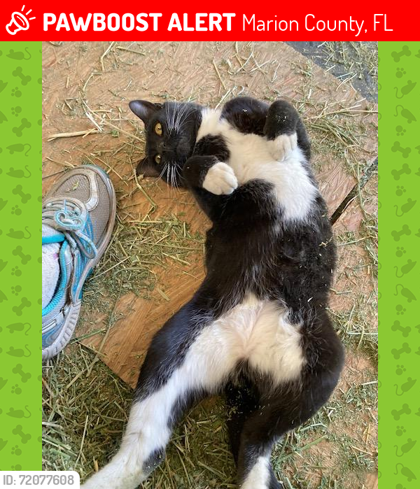 Lost Male Cat last seen SE 110 St and SE 19th CT Ocala, About 2 miles from Florida Horse Park, Marion County, FL 34480