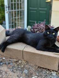 Lost Male Cat last seen Dean street, Angaston, SA 5353