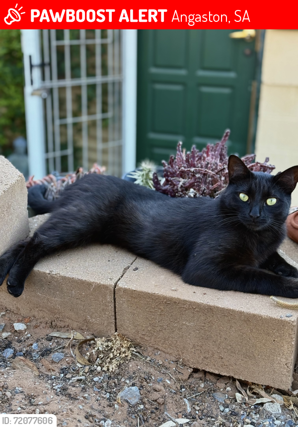Lost Male Cat last seen Dean street, Angaston, SA 5353