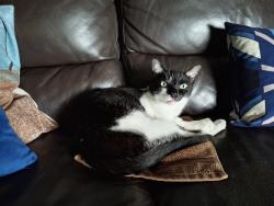 Lost Male Cat last seen Sw 137 ave and 72 st, Kendale Lakes, FL 33183