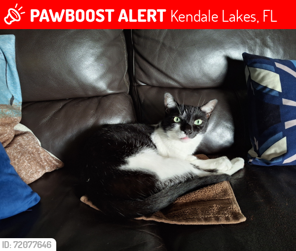 Lost Male Cat last seen Sw 137 ave and 72 st, Kendale Lakes, FL 33183