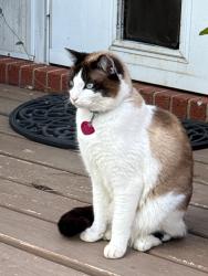 Lost Male Cat last seen Parker Rd, Hephzibah, GA 30815