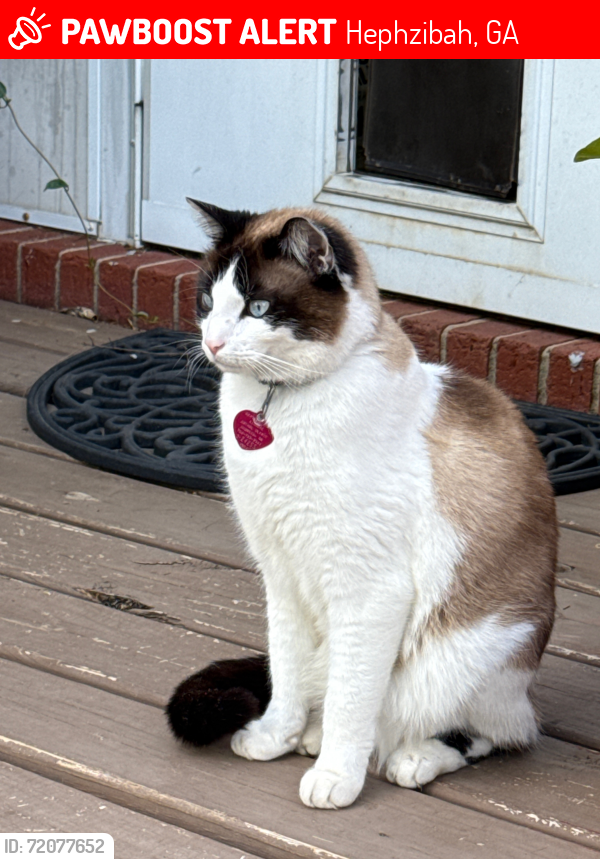 Lost Male Cat last seen Parker Rd, Hephzibah, GA 30815