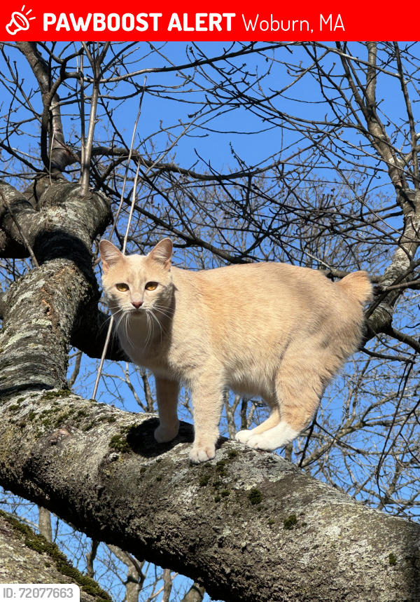 Lost Female Cat last seen Mount Pleasant Street/Mount Pleasant Court, Woburn, MA 01801