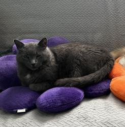 Lost Male Cat last seen Lake Carlton, St. Catharines, ON L2R