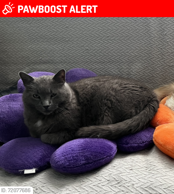 Lost Male Cat last seen Lake Carlton, St. Catharines, ON L2R