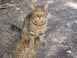 Lost Male Cat last seen Adeliza Close/Cuthberga Close garden, Greater London, England IG11 8BQ