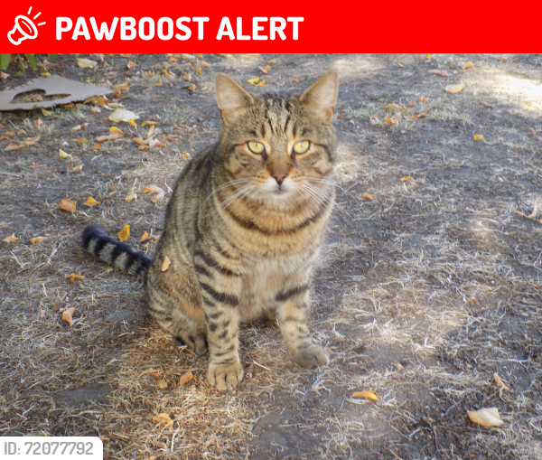 Lost Male Cat last seen Adeliza Close/Cuthberga Close garden, Greater London, England IG11 8BQ