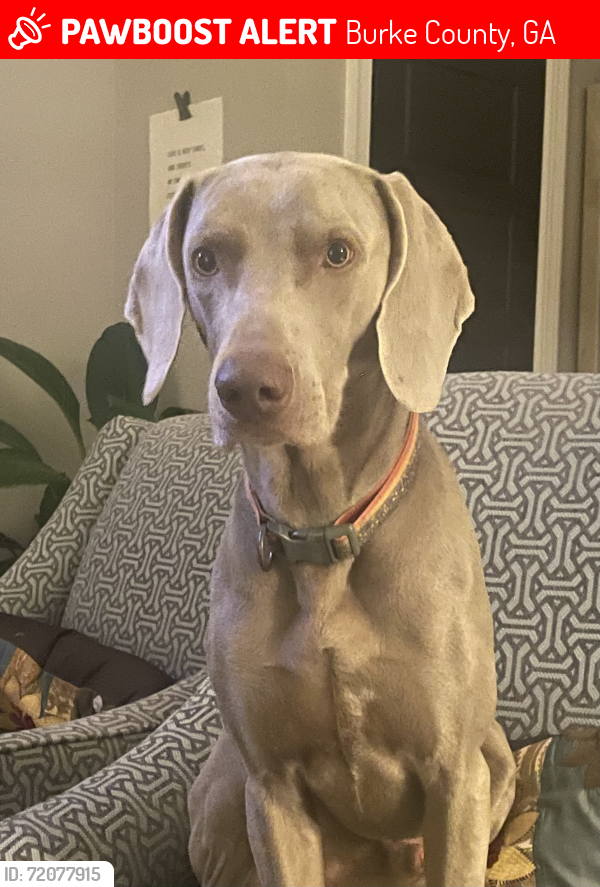 Lost Male Dog last seen Hwy 305 and Hwy 80, Burke County, GA 30816