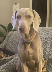 Lost Male Dog last seen Hwy 305 and Hwy 80, Burke County, GA 30816