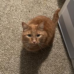 Lost Male Cat last seen Ashby Way off of Arrowhead Trail and Todd Circle, Warner Robins, GA 31088