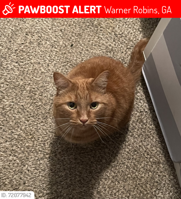 Lost Male Cat last seen Ashby Way off of Arrowhead Trail and Todd Circle, Warner Robins, GA 31088