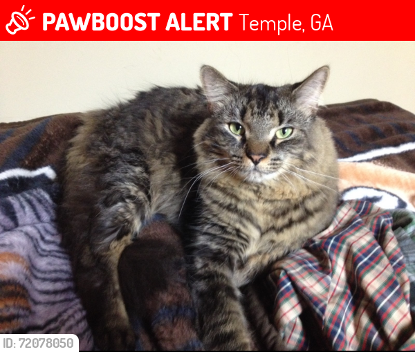 Lost Male Cat last seen Buchanan Hwy , Temple, GA 30179
