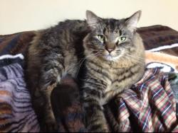 Lost Male Cat last seen Buchanan Hwy , Temple, GA 30179