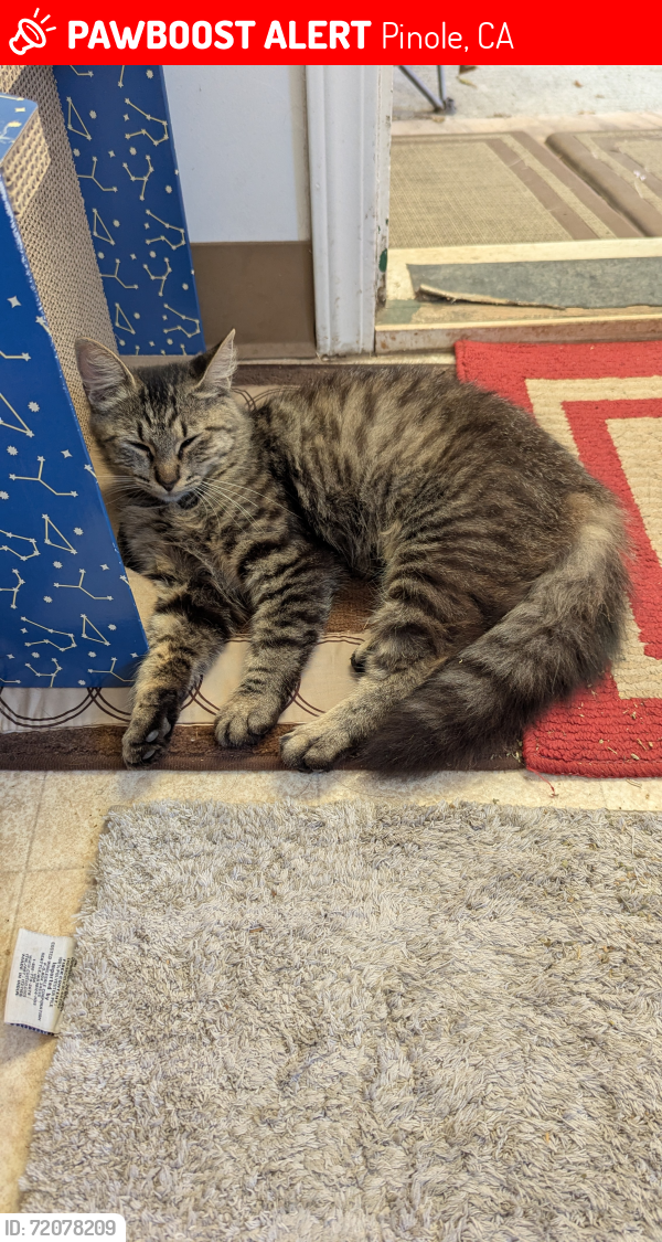 Lost Female Cat last seen Pine Ave and Smith Ave , Pinole, CA 94564