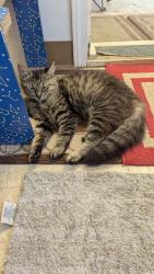 Lost Female Cat last seen Pine Ave and Smith Ave , Pinole, CA 94564