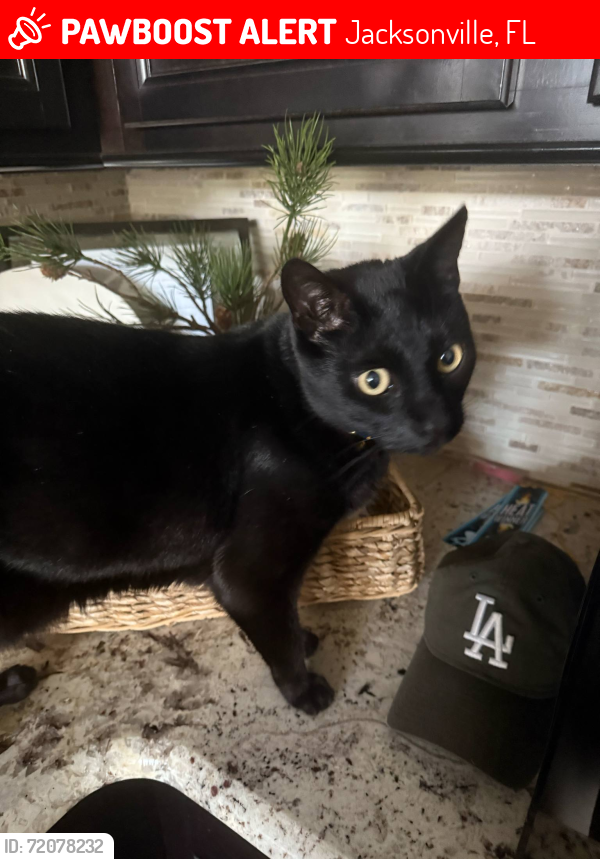 Lost Male Cat last seen Near seaboard Ave Jacksonville , Jacksonville, FL 32244