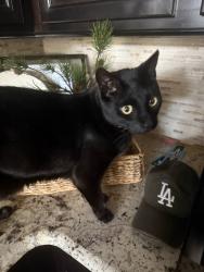 Lost Male Cat last seen Near seaboard Ave Jacksonville , Jacksonville, FL 32244
