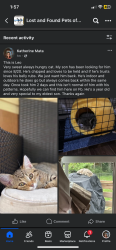 Lost Male Cat last seen Saint Andrews , Auburn, GA 30011