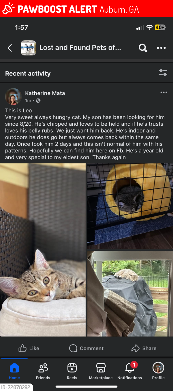 Lost Male Cat last seen Saint Andrews , Auburn, GA 30011