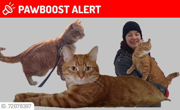 Lost Male Cat last seen Coulter Lane/Winhara Road, Gravenhurst, ON P1P 1R1