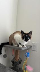 Lost Male Cat last seen Legacy Universal, Orlando, FL 32819