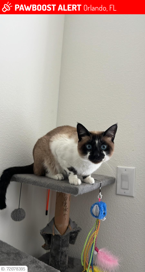 Lost Male Cat last seen Legacy Universal, Orlando, FL 32819