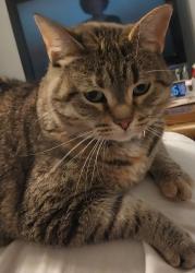 Lost Female Cat last seen Woodlawn and 43rd Ct, Griffith, IN 46319