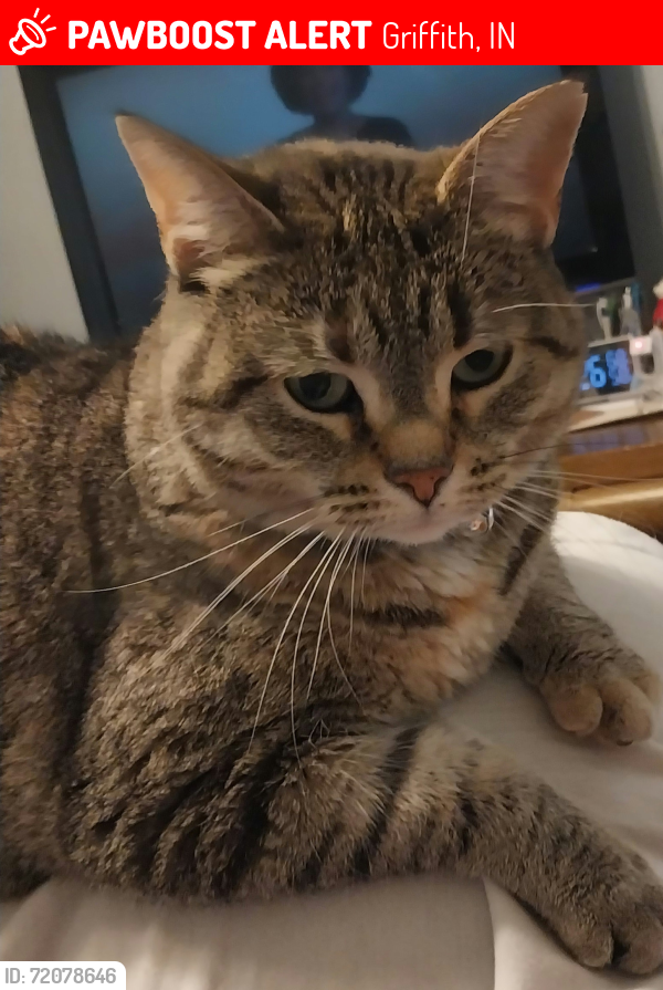 Lost Female Cat last seen Woodlawn and 43rd Ct, Griffith, IN 46319
