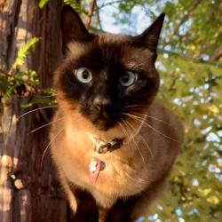 Lost Female Cat last seen Big Bear Drive, Roseville, CA 95747