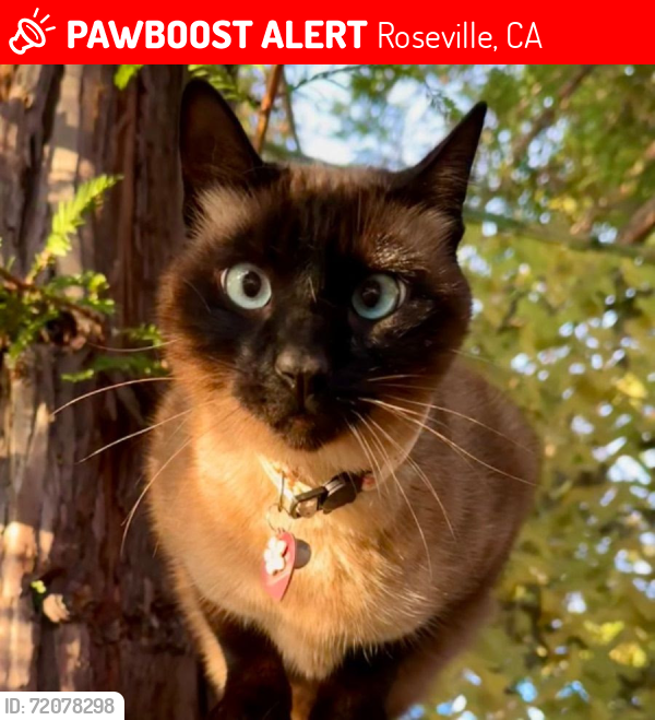 Lost Female Cat last seen Big Bear Drive, Roseville, CA 95747