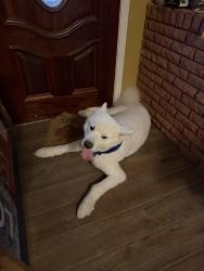 Lost Male Dog last seen Cross Lake south east side , Shreveport, LA 71109