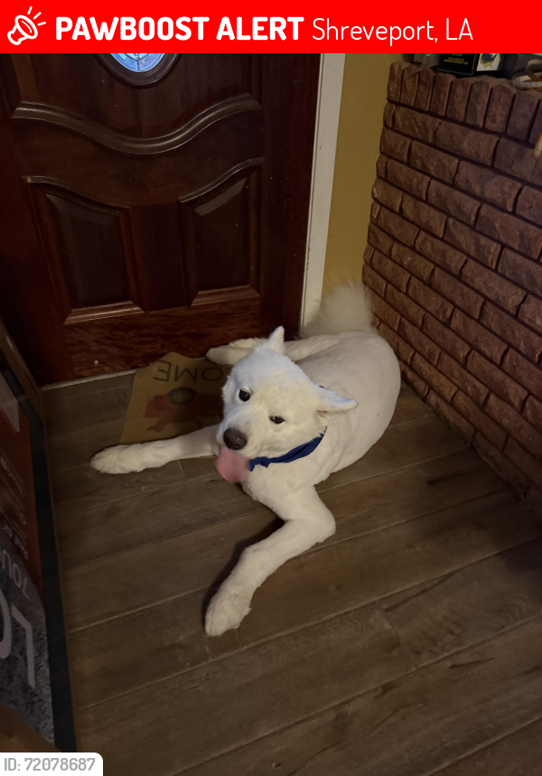 Lost Male Dog last seen Cross Lake south east side , Shreveport, LA 71109